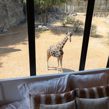 San Antonio Zoo - Spekboom Giraffe Lodge 外观 照片