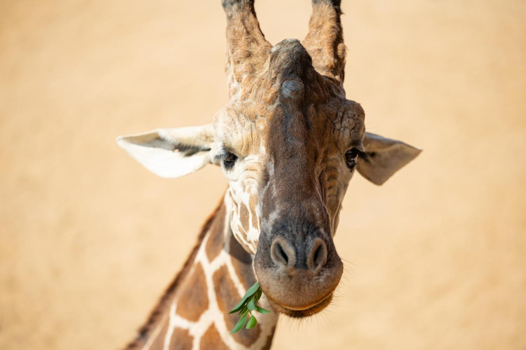 San Antonio Zoo - Spekboom Giraffe Lodge 外观 照片