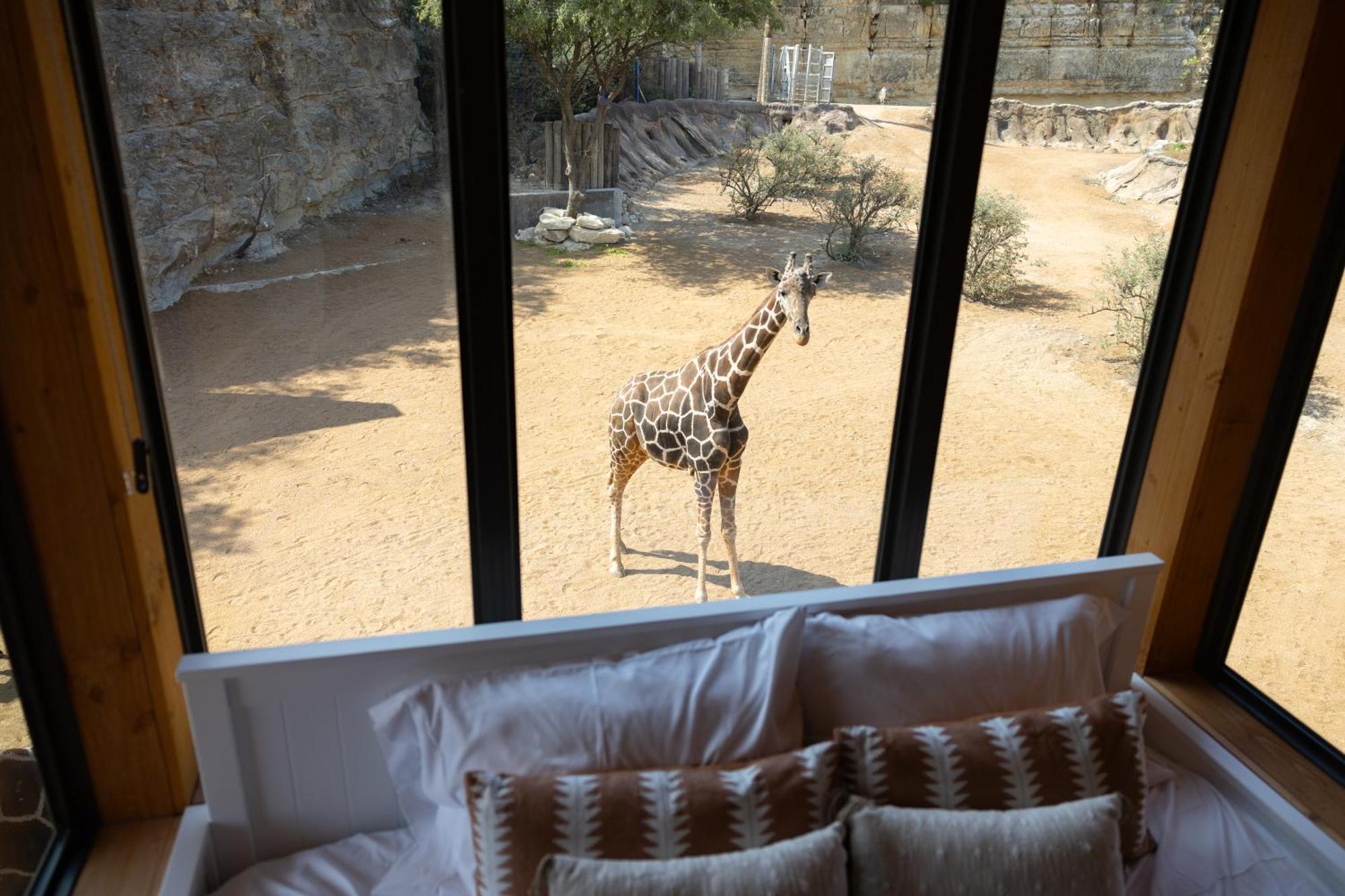 San Antonio Zoo - Spekboom Giraffe Lodge 外观 照片