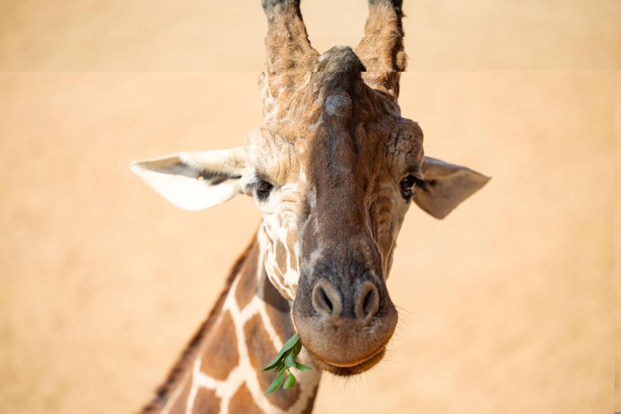 San Antonio Zoo - Spekboom Giraffe Lodge 外观 照片